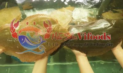 Cá Bơn Hàn Quốc giá bao nhiêu tiền? Món ngon? Mua ở đâu