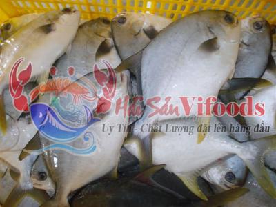 Cá chim trắng giá bao nhiêu 1 kg?