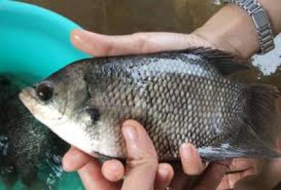 Cá tai tượng là gì?  Và cách chế biến thơm ngon tại nhà 