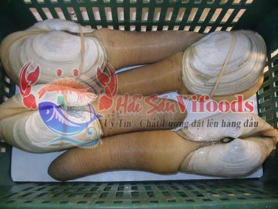 Ốc vòi voi là gì? Giá bao nhiêu? Ốc vòi voi có mấy loại?