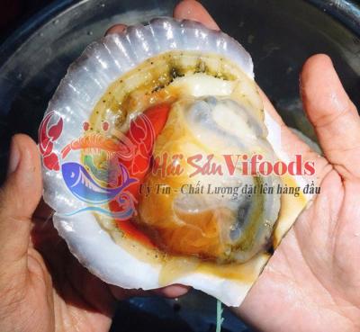 Sò Điệp Nhật Tươi Sỉ và Lẻ - Mua Càng Nhiều Giá Càng Rẻ