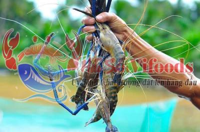 Tôm Càng Xanh, Cung cấp Tôm càng xanh giá sỉ và lẻ cho nhà hàng