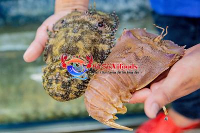 Tôm Mũ Ni Đen Mua Ở Đâu? Giá Cả Bao Nhiêu