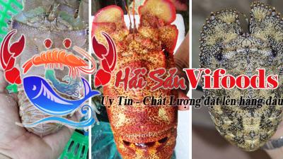 Tôm mũ ni sống giá rẻ ( mới về ) - Giao tôm sống ở Tphcm