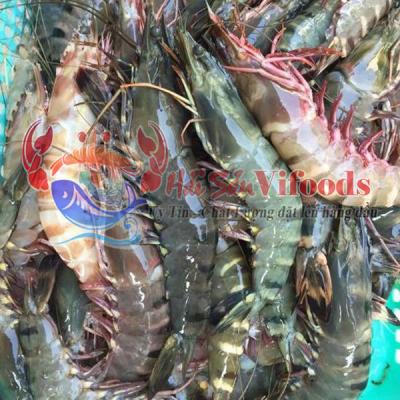 Tôm Sú Biển Giá Tốt, Giao Sống Tận Nơi